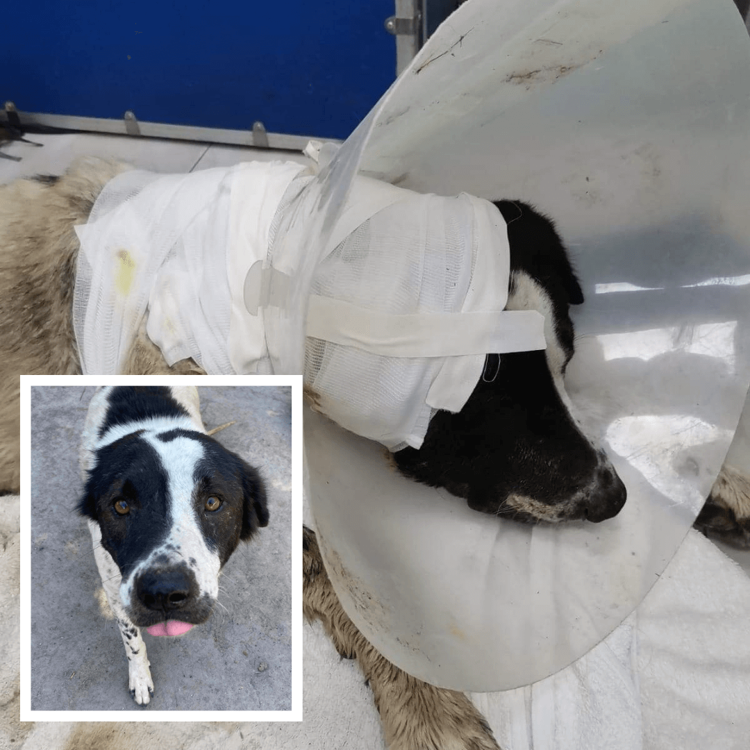 Tam on arrival and after recovery photo